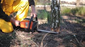 Best Tree Disease Treatment  in Holiday Valley, OH