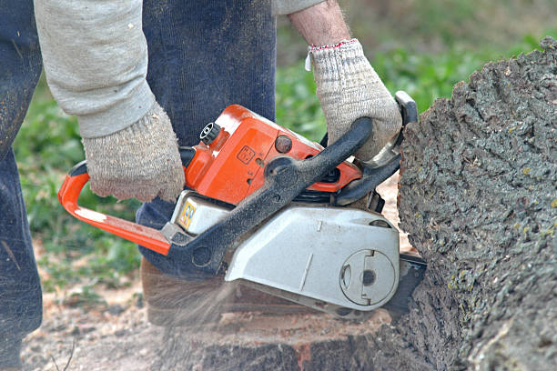 Best Arborist Consultation Services  in Holiday Valley, OH