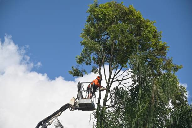 Best Storm Damage Tree Cleanup  in Holiday Valley, OH